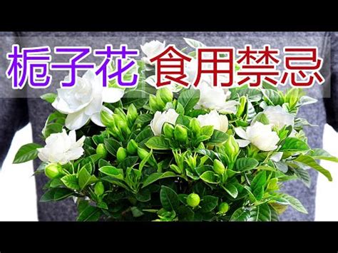 梔子花 功效|梔子花花語是什麽？梔子花8大功效、種植&養護方法。